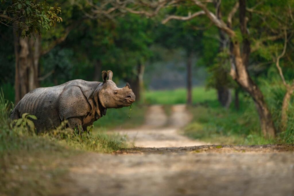 Kaziranga National Park