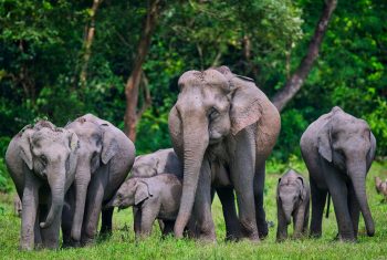 16026335-elephants-in-manas-national-park
