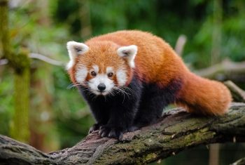 Namdapha-National-Park-Red-Panda