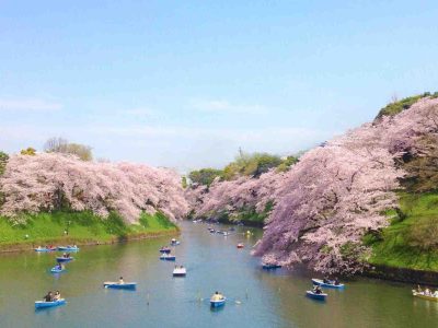 cherry-blossom-festival-in-shillong